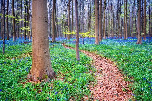 Jaynes Gallery 아티스트의 Europe-Belgium-Hallerbos forest with blooming bluebells작품입니다.